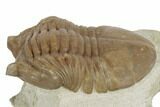 2.5" Asaphus Cornutus Trilobite - Russia - #191055-3